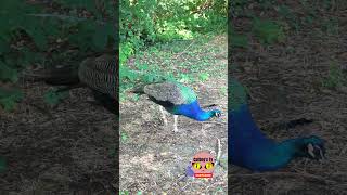 PEACOCK #shorts #animals #wildlife #beautiful #peacock #birds #youtubeshorts #youtube #fyp #foryou