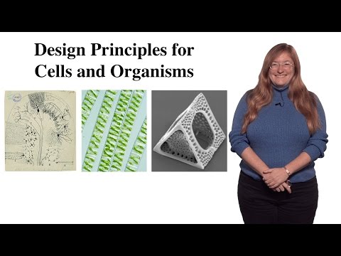 Julie Theriot (Stanford / HHMI): Discovering Design Principles for Cells and Organisms