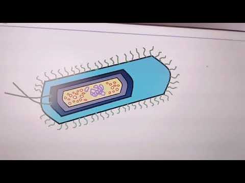 Labelled diagram of prokaryotic cell ( for class 11th mainly)  in Desktop/PC #prokaryoticcell