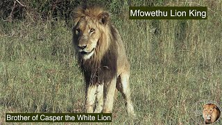 The End For Mfowethu Shishangaan, Brother Of Casper The White Lion