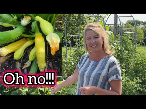 HELP! My Squash are Dying! Let me show you how to hand pollinate! #cooking #garden #howto #help