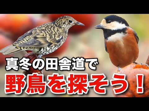 彼らは◯◯が大好物！野鳥の食堂を観察してみよう♪