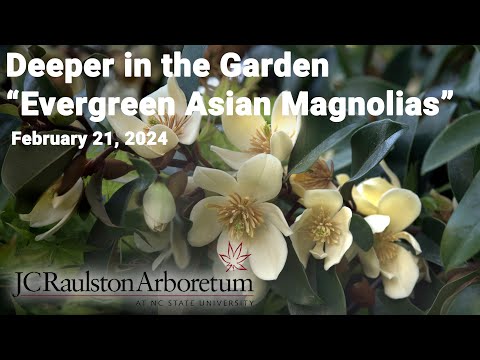 Deeper in the Garden - "Evergreen Asian Magnolias"