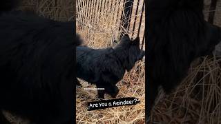 When you are a #Reindeer herder and see a #whitetaildeer #SwedishLapphund #SvenskLapphund