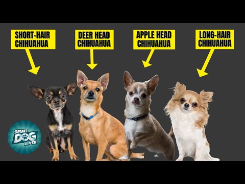 7 Types of Chihuahua: Which Is Right for You?