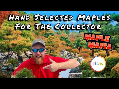 Maple Mafia eBay Breakdown For January 12, 2025 | Hand Selected Japanese Maples For The Collector