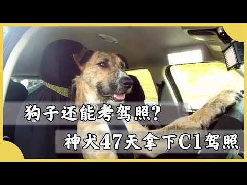 狗子47天拿下C1駕照！沒想到狗子還能開車，學員看完汗流浹背了！