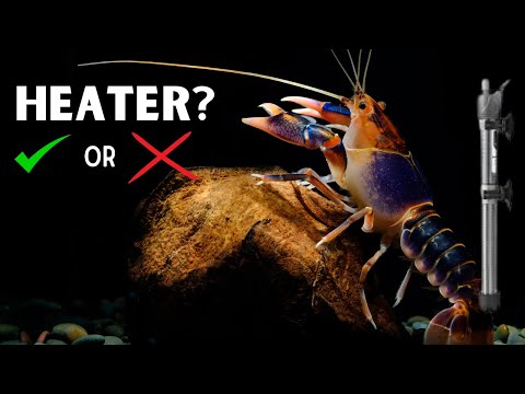 Do Pet Crayfish Need A Heater?