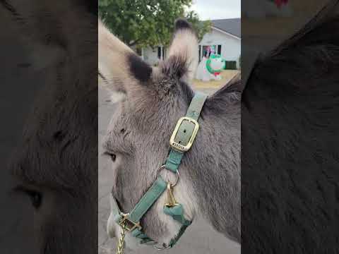 Sancho's first off property walk. #donkeytraining