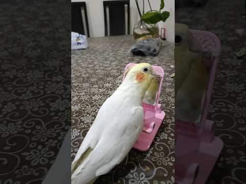 Adorable Cockatiel Milo's Cute Singing Moments #cockatielscraze #birdsinging#cutepets