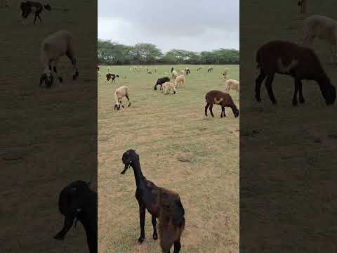 #goat #farming #maldhari #viralvideo