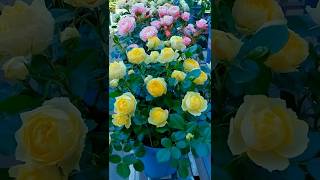 Beautiful rose flowers garden