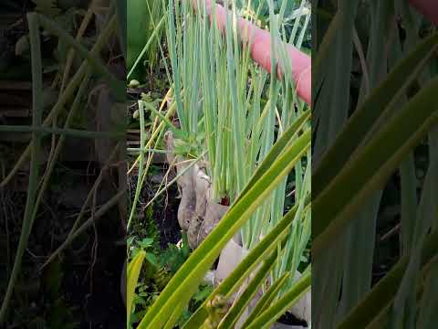 Plants in the Philippines// Onion #potted #onions #leaves  #lifeinthephilippines