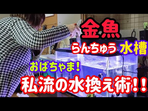 [金魚]　金魚水槽　60ｾﾝﾁ水槽　私なりの水換え方法です…週に２回水換えしています。#goidfish