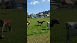 cow videos sound effect pictures mooing video sounds cows effects picture ambient realistic