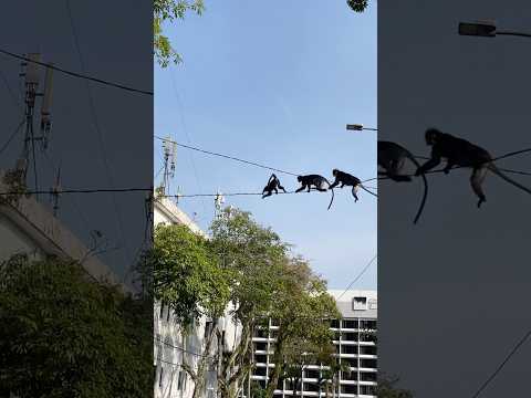 Langur Leaf Monkeys show us how to cross the road at Batu Ferringhi in #penang #malaysia #monkeys