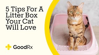 5 Helpful Tips For A Litter Box Your Cat Will Love | GoodRx