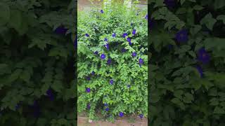 A plant with beautiful blue flowers Guess the plant name. #discoverplants #blueflowers