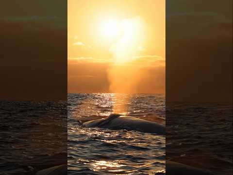 The sounds of a Blue Whale at sunset! #whale #sunset #viral