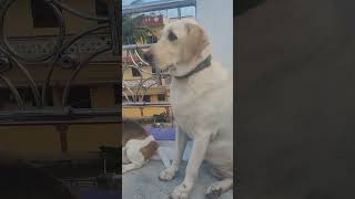 #viralvideo #hooman #funny #comedy #dog #doglover #dogviral #trending #viralreels #chennai #doglife