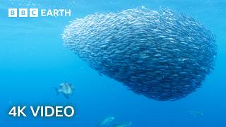 Explore an Oasis of Ocean Life | North Atlantic | 4K UHD | BBC Earth