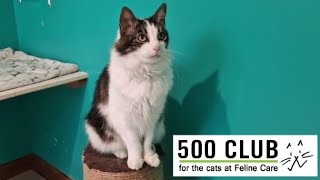 Feline Care 500 Club October 2024