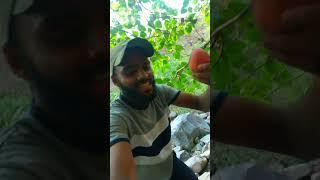 Anjeer #fruit #junglefruit #junglelife #trending #relaxing #reels #shorts #viral #trending