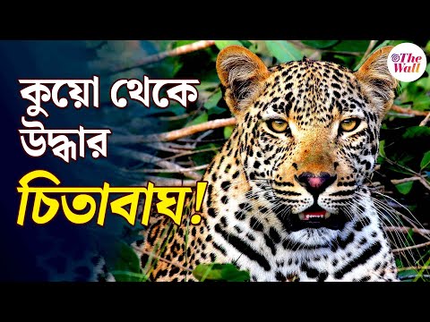 Siliguri Leopard | Bangla News | শিলিগুড়ির গ্রামের পরিতক্ত কুয়োয় চিতাবাঘ