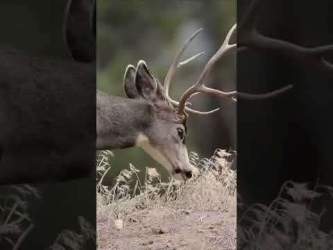 Deer Sparring Showdown! Wildlife Documentary for Kids