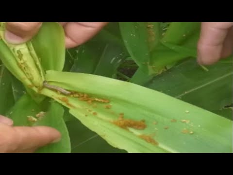 Management of Fall Armyworm in Corn (Spodoptera Frugiperda).