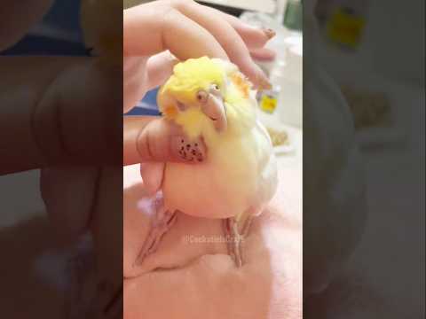 Cuteness Overload 🥰 #Cutepets #cockatiel #cockatielscraze