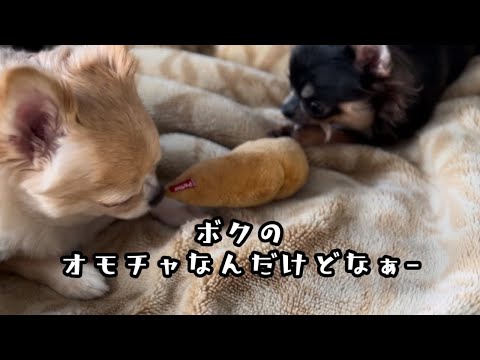 朝から優しい兄犬【チワワ多頭飼い】