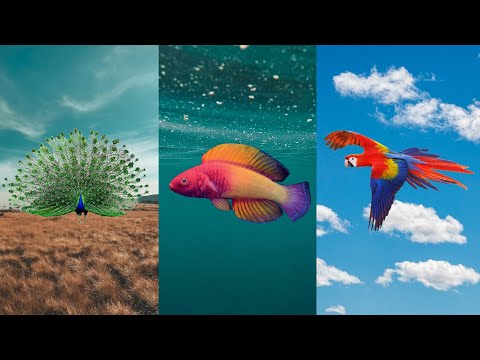 The Most Colorful Animals on Land, Sea and Air