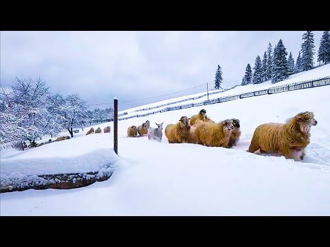 IARNA este GREA la Ferma Sauciuc?