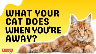 What Your Cats Do When You're Away | Surprising Cat Behavior Explained