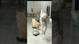 Cats playing Funny...#cats #catlovers  #catloverscommunity #catlovers #animals #animalshortsvideo