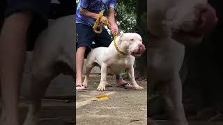 How to stop a pit from pulling #Pitbull #Shorts #PitbullAmerica #Dogs