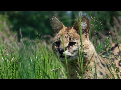 "25 Weird Facts About Serval Cats You Won't Believe!" #facts #weirdanimals #animals #wildlife