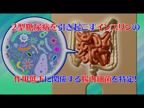 プレスリリース解説 vol.19「2型糖尿病を引き起こすインスリンの作用低下に関係する腸内細菌を特定！」