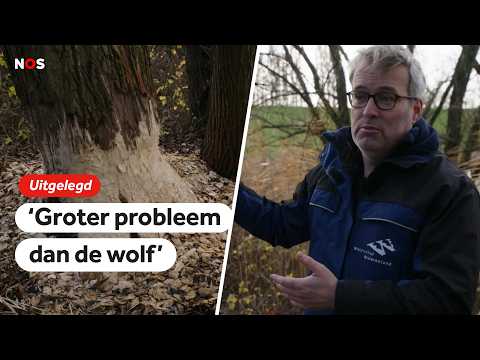 Bevers houden de waterschappen bezig