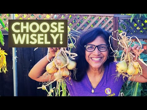 Growing ONIONS: Lessons I learned the HARD way, so YOU DON'T HAVE TO!