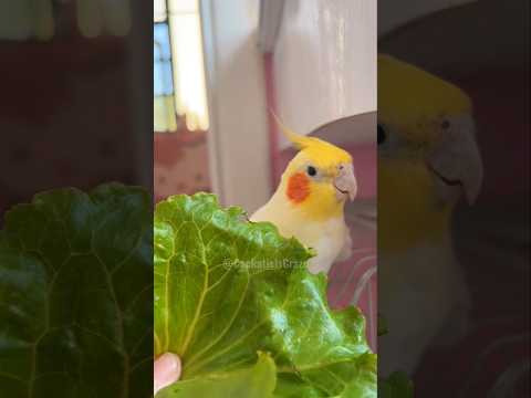 Singing is the real deal, while munching on green lettuce is just a side dish! 😄🥰🎶🦜 #cockatielscraze