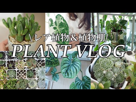 【植物Vlog】レアな斑入り植物・新しい植物棚・ベランダの多肉