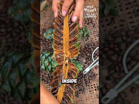 How Pine Nuts Are Harvested