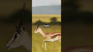 The fastest Animal! #facts #animals#shorts #youtubeshorts