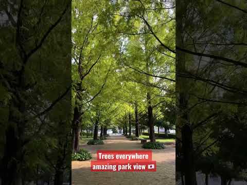 Amazing Morning Park View in Japan #amazingjapan #japanpark #ilovejapan #japan #shorts