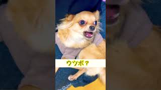 【チワワ】可愛い過ぎるウツボ犬 #shorts #dog #犬動画 #ロングコートチワワ