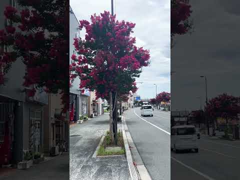 Flowers - Journeys in Japan