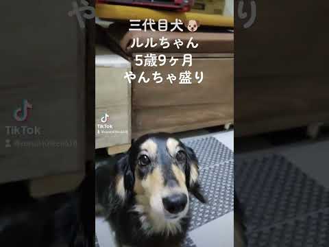 三代目犬🐶🐾