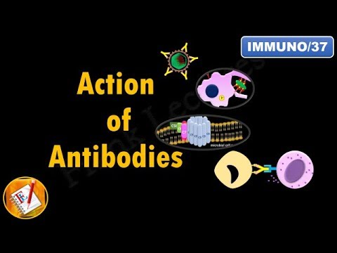 Action of Antibodies: Neutralization, Opsonization, Complement Activation and ADCC (FL-Immuno/37)